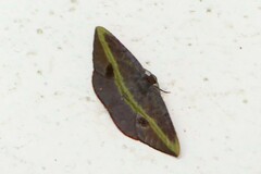 Hypochrosis iris