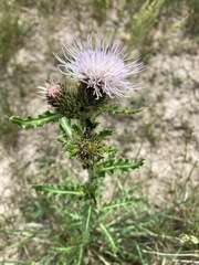 Cirsium pulcherrimum