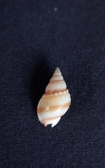 Nassarius nigellus