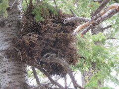 Arceuthobium vaginatum