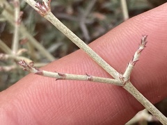 Eriogonum wrightii dentatum