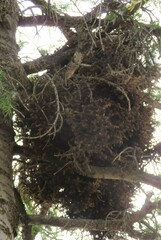 Arceuthobium vaginatum