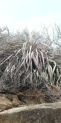 Agave colimana