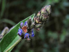 Otholobium mexicanum