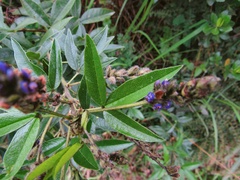 Otholobium mexicanum