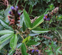 Otholobium mexicanum