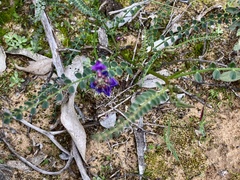 Swainsona microphylla