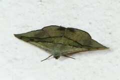 Hypochrosis hyadaria