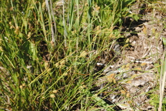 Carex extensa
