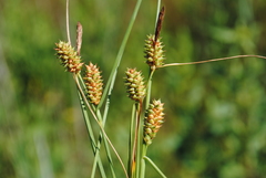 Carex extensa