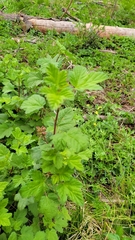 Ribes viscosissimum