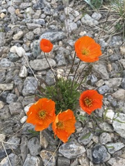 Papaver nudicaule
