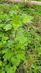 Ribes viscosissimum