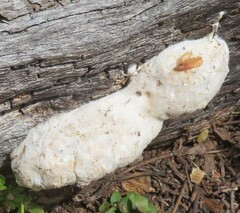 Spongiporus leucospongia