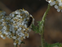 Acmaeoderini