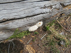 Spongiporus leucospongia