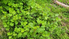 Ribes viscosissimum