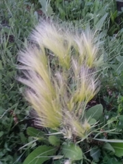 Hordeum jubatum