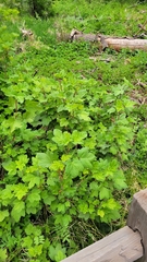 Ribes viscosissimum
