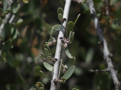 Ceanothus cuneatus cuneatus