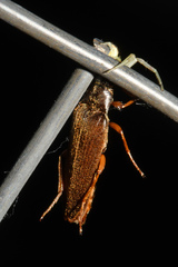 Selonodon