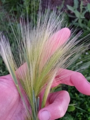 Hordeum jubatum