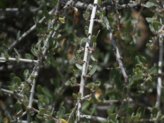 Ceanothus cuneatus cuneatus