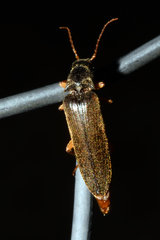 Selonodon