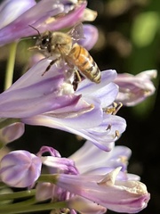 Apis mellifera