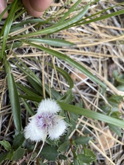 Calochortus elegans