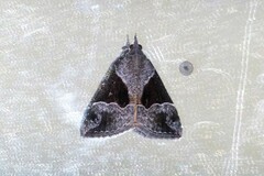 Hypena trigonalis