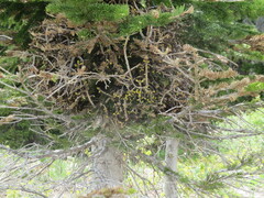 Arceuthobium americanum