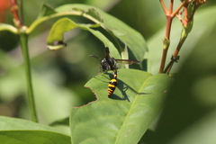 Phimenes flavopictus blanchardi