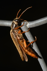 Selonodon