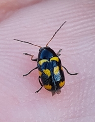 Cryptocephalus anticus