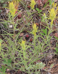 Castilleja flava
