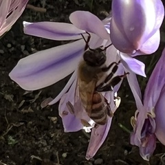 Apis mellifera