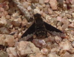 Hemipenthes morioides