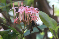 Phimenes flavopictus blanchardi