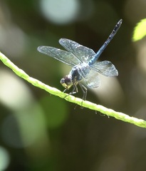 Potamarcha congener