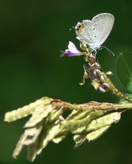 Everes lacturnus