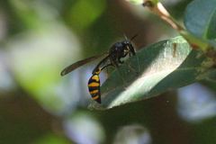 Phimenes flavopictus blanchardi
