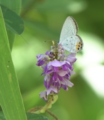 Everes lacturnus