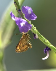 Taractrocera luzonensis