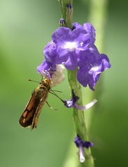 Taractrocera luzonensis