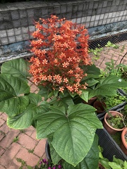 Clerodendrum paniculatum