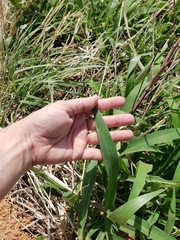 Urochloa texana
