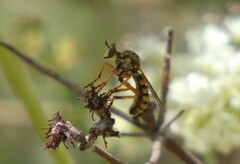 Callinicus