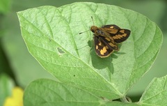 Taractrocera luzonensis