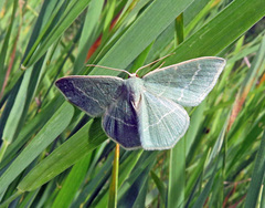 Chlorissa viridata